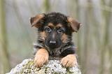 BERGER ALLEMAND 1092